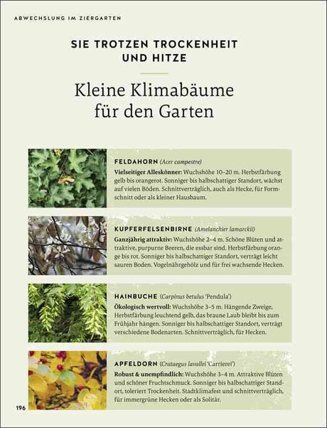Seite mit Beschreibung kleiner Klimabäume für den Garten, darunter Feldahorn, Kupferfelsenbirne, Hainbuche und Apfelbaum.