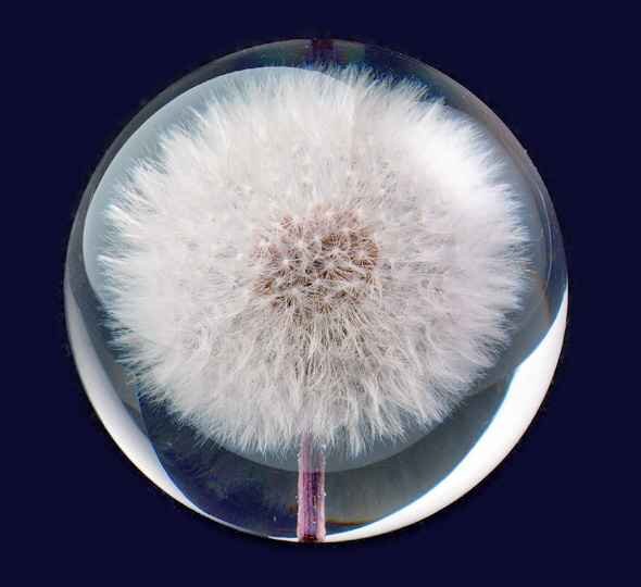 Briefbeschwerer Pusteblume