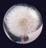 Briefbeschwerer Pusteblume