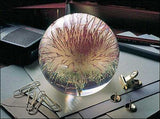 Briefbeschwerer Distel