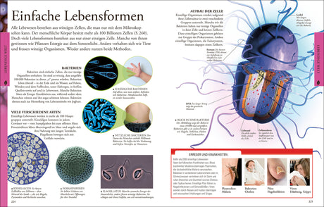 Diagramm und Text über Lebewesen, Bakterien, Zellaufbau, Bakterientypen und Krankheiten.