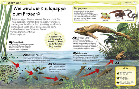 Illustration des Entwicklungsprozesses einer Kaulquappe vom Ei bis zum Frosch mit Beschreibungen und einem Quiz.
