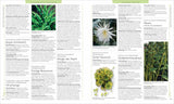 Weiße, blühende Kaktusart mit langen, spitzen Blüten, auf Seite 269 eines Pflanzenbuchs.