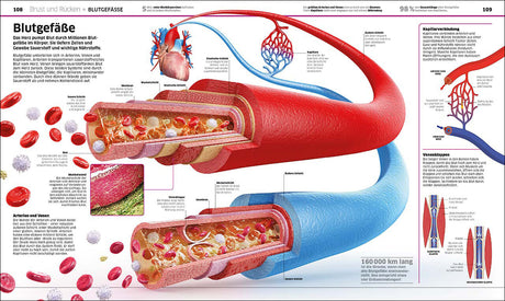 Grafik einer Arterie mit Blutfluss, zeigt innere und äußere Schichten sowie Kapillaren, Venenschlauch und Blutkörperchen.