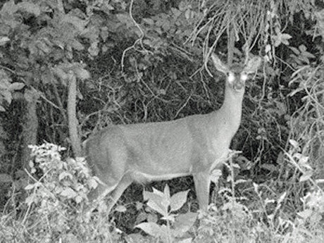 Fuchs im dichten Gebüsch mit leuchtenden Augen, umgeben von Pflanzen und Zweigen.