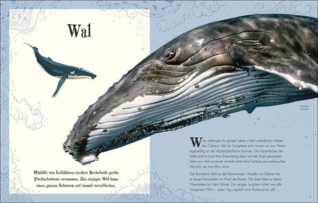 Großer Buckelwal mit geöffnetem Maul, daneben eine Walfisch-Illustration, Text über Wal- und Walhai-Infos.