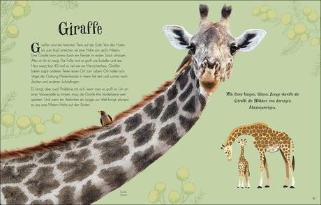 Giraffe mit langem Hals, blauer Zunge, streift Blätter von Akazienbäumen; Illustration eines Giraffenpaares.