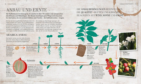 Infografik zeigt den Wachstumsprozess von Kaffeepflanzen, von Samen bis zur Ernte nach mehreren Jahren.