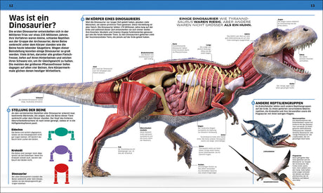 Schnittansicht eines Dinosauriers mit beschrifteten Knochen, Organen und Körperteilen.