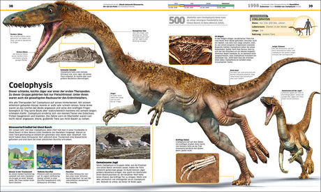 Skelett eines Coelophysis, an einer Fundstelle bei Ghost Ranch, New Mexico, gefunden.