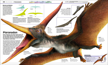 Pteranodon mit langem Schnabel, Flügelspannweite bis 6 m, lebte vor 88-81 Mio. Jahren, ernährte sich von Fischen.