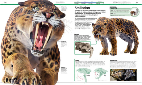 Skelett eines Smilodon mit geöffnetem Maul, große Eckzähne, Fellmuster, Illustration und Textinformationen.