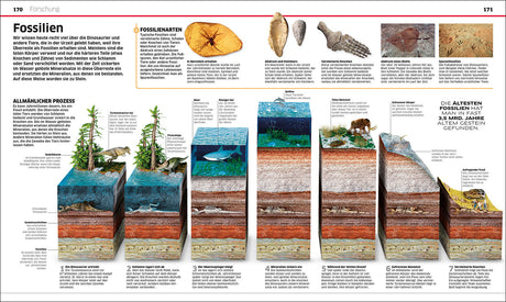 Diagramm zeigt die Entstehung und Fossilisation von Dinosauriern in mehreren Schritten.