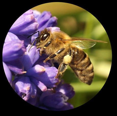 Biene auf violetter Blume, sammelt Nektar.