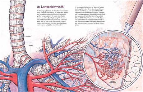 Diagramm des menschlichen Bronchialsystems mit Lungenbläschen, Bronchien, Blut- und Kapillargefäßen.