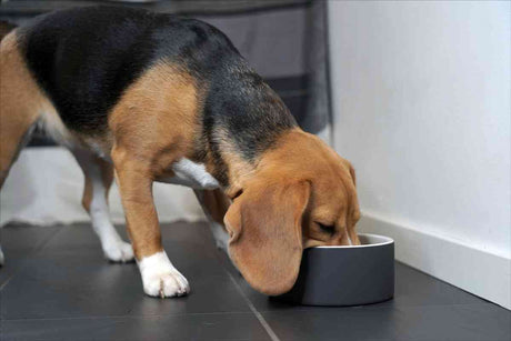 Welpe frisst aus einer schwarzen Schüssel auf dunklem Boden.