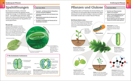 Illustration mit Text über Spaltöffnungen bei Pflanzen und die Nutzung von Glukose in Pflanzen.