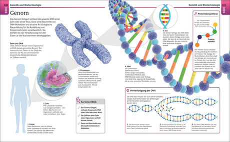 Illustration eines menschlichen Chromosoms, DNA-Stränge, DNA-Doppelhelix, Gene, Proteinbiosynthese, Text und Diagramme.