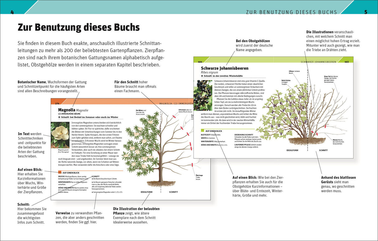Seitenlayout mit Text, Diagrammen und Illustrationen einer Magnolie und Schwarzen Johannisbeeren, inklusive Beschreibungen und Tip