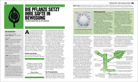 Diagramm des Phloemtransports in einer Pflanze mit Beschriftungen und Erklärungen.