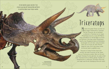 Saurierschädel mit drei Hörnern und großem Nackenschild, daneben eine Illustration eines Triceratops.