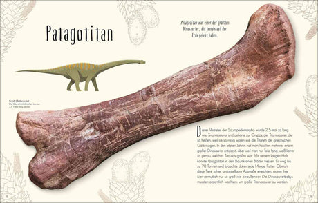 Großes, versteinertes Knochenfragment eines Patagotitan, daneben eine Illustration eines Dinosauriers.
