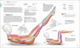 Pilates - Die Anatomie verstehen