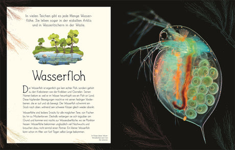 Text und Illustration eines Wasserflohs, mit Beschreibung seiner Lebensweise und Eigenschaften.