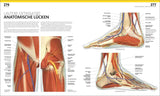 Detaillierte anatomische Illustration der unteren Extremität mit Knochen, Muskeln, Nerven und Blutgefäßen.