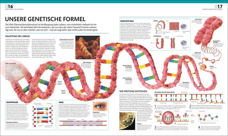 Grafik einer DNA-Doppelhelix mit farbigen Basenpaaren, schematische Darstellung der DNA-Struktur und Transkription.