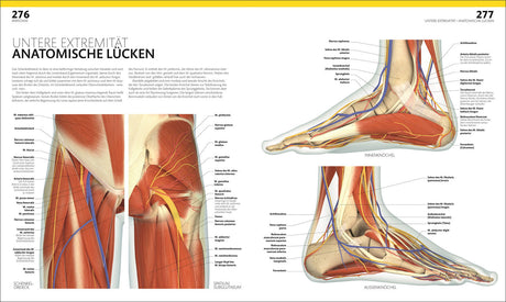 Detaillierte anatomische Illustration der unteren Extremität, zeigt Muskeln, Nerven und Knochen im Fuß und Unterschenkel.