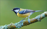 Olympus Fernglas 8-16 x 40 Zoom