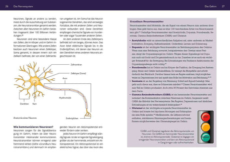 Schematische Darstellung eines Neurons mit Zellkörper, Dendriten, Axon, Myelinscheide, Endknöpfchen und Zellmembran.