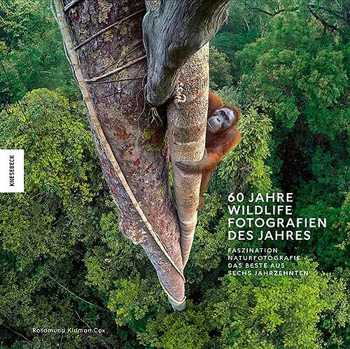 Vogelperspektive auf einen Orang-Utan, der an einem Baum im Dschungel hängt.