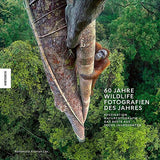 Vogelperspektive auf einen Orang-Utan, der an einem Baum im Dschungel hängt.