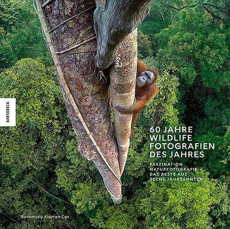 Vogelperspektive auf einen Orang-Utan, der an einem Baum im Dschungel hängt.