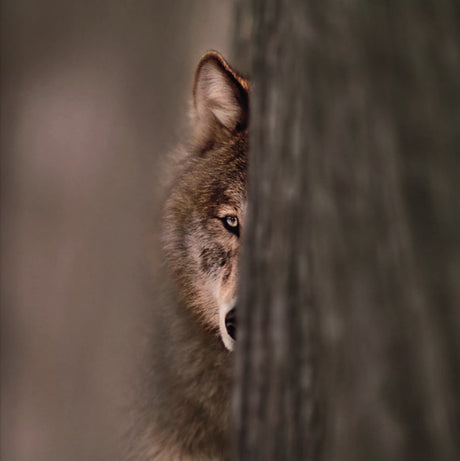 Nahaufnahme eines Wolfes, der halb hinter einem Baum versteckt ist, mit einem Blick auf sein Auge.