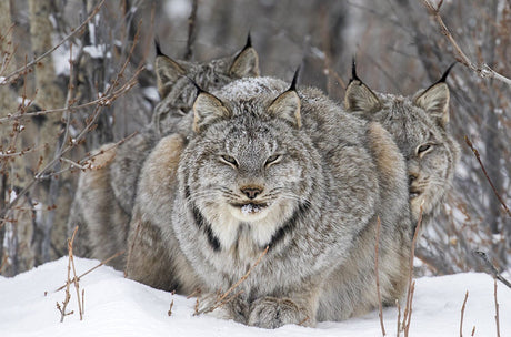 Drei Luchse im Schnee, umgeben von winterlichen Zweigen, mit einem zentralen Luchs im Vordergrund.