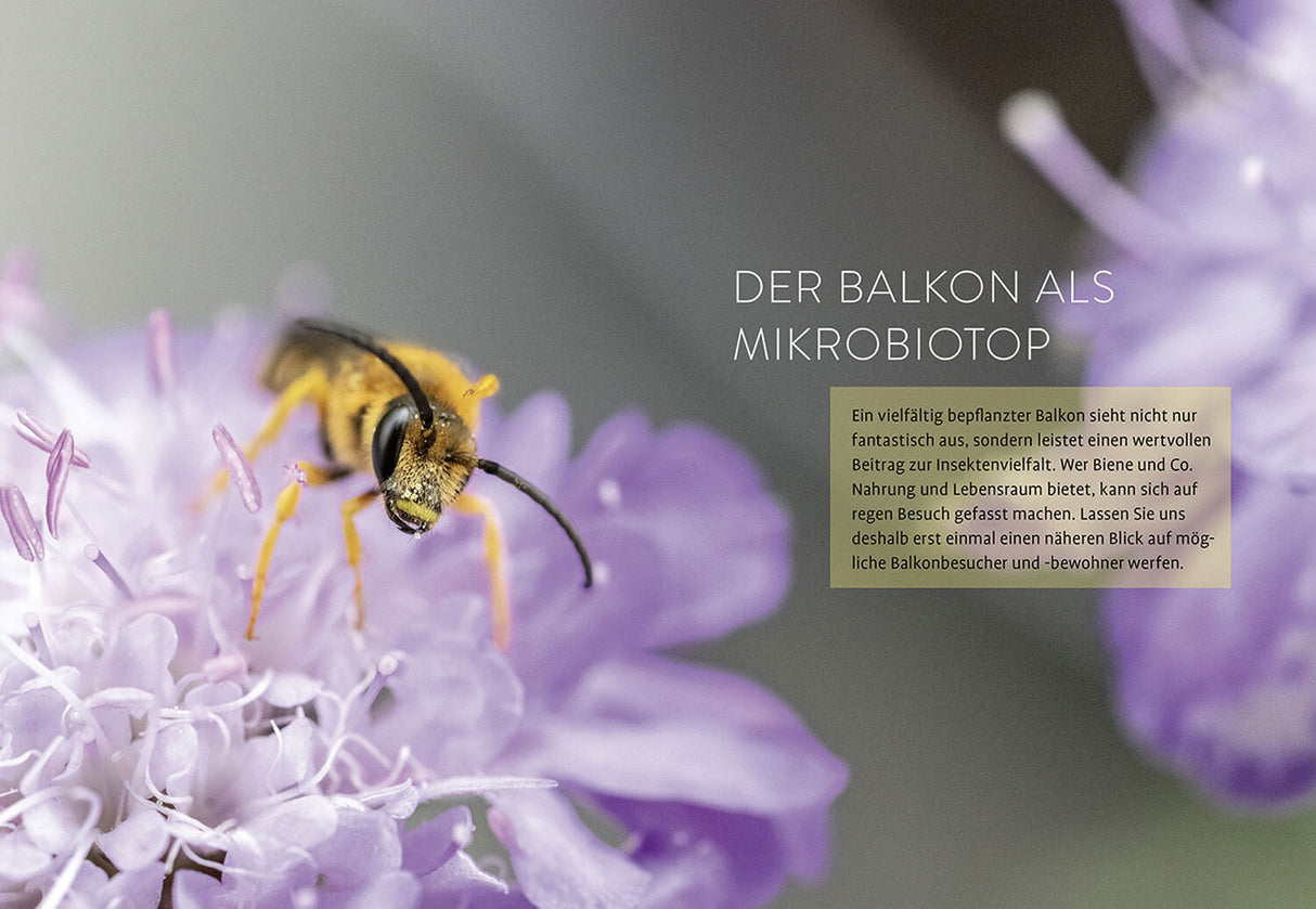 Biene sucht Balkon.
