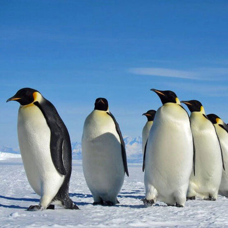 Sieben Pinguine auf Schnee unter blauem Himmel, einige schauen nach links, andere nach vorne.