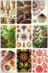 Ernst Haeckel Memo-Spiel