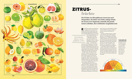 Bunte Illustration verschiedener Zitrusfrüchte, darunter Orangen, Zitronen, Mandarinen und Grapefruit, mit Beschreibungen.