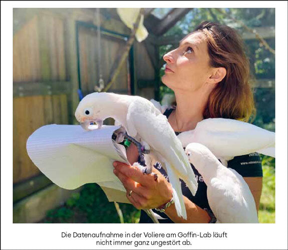 Der Erfindergeist der Tiere.