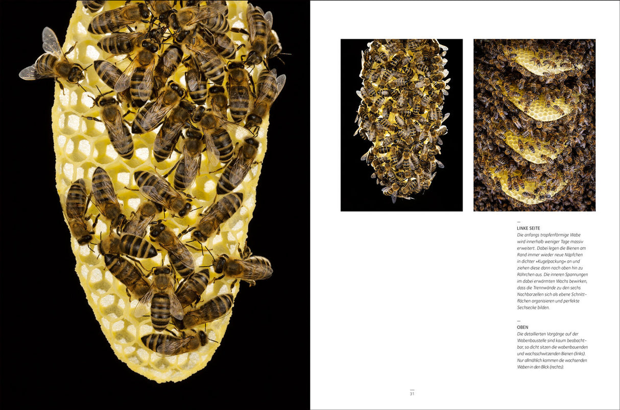 Honigbienen - geheimnisvolle Waldbewohner.