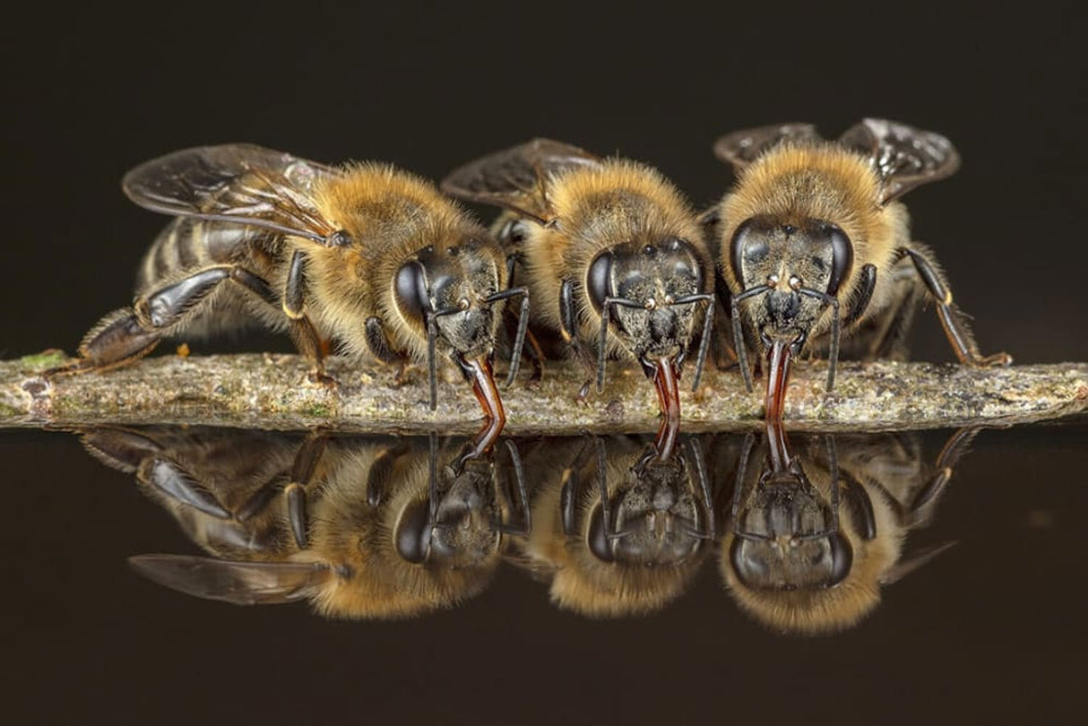 Honigbienen - geheimnisvolle Waldbewohner.