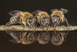 Honigbienen - geheimnisvolle Waldbewohner.