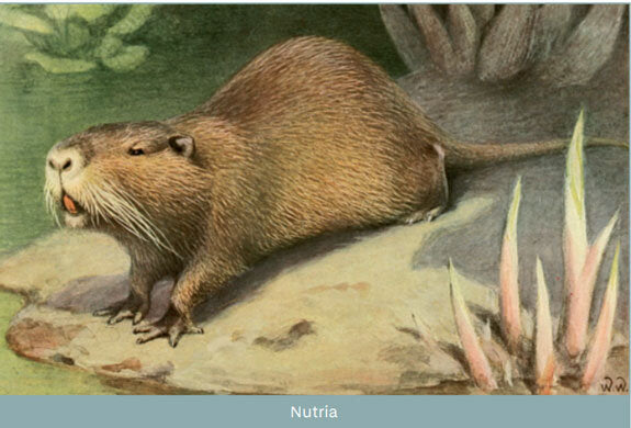 Die verborgene Tierwelt unserer Städte.