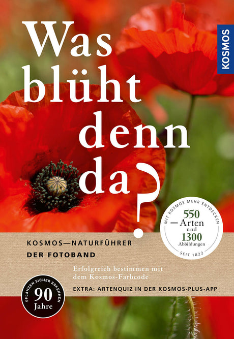 Bunte Mohnblume mit rotem Blütenblatt und schwarzem Zentrum, Hintergrund unscharf grün.